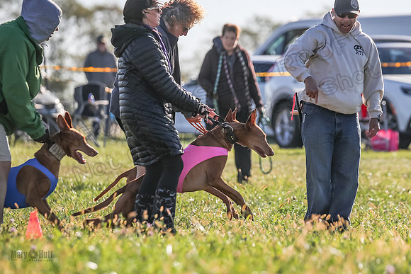 1 Prelims Vet 1 Precious Cayper Copper-4273