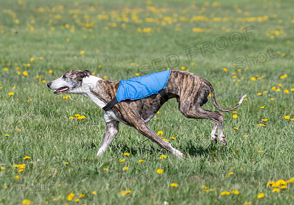 1Prelims Veterans 2 Nellie Prudence Captain-1663