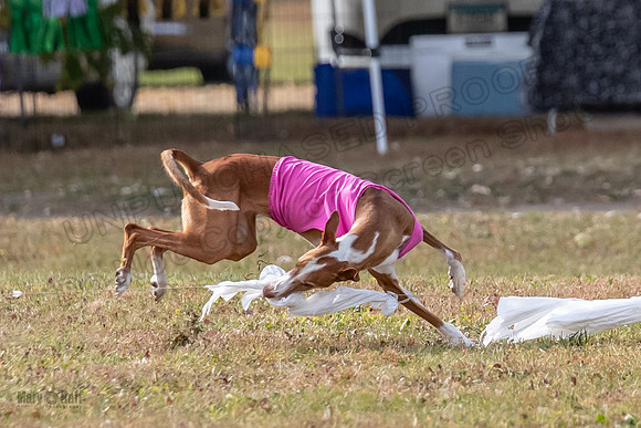 Finals Vet 2 Seren Dawn-3426