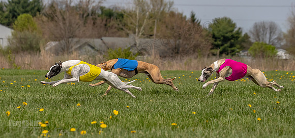 Finals Specials B2 PeteySue Frankie Rush-4609