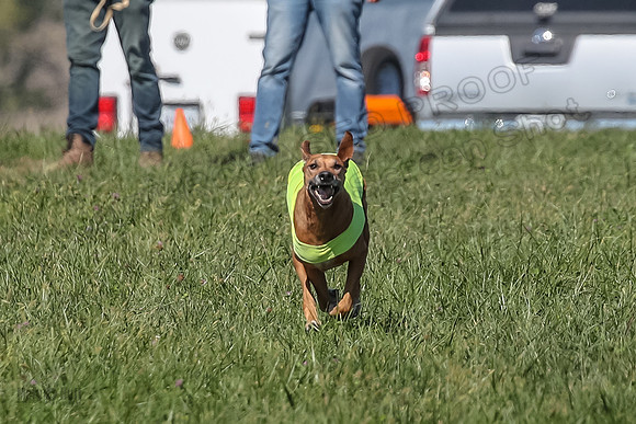 2 Finals Vet 1 Zayin Xena-8070