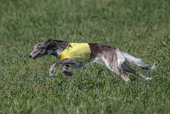 2 Finals Fch 1 Foxy Kelso Lizzie-8330