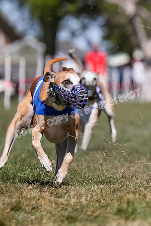 Prg 4, Race 1, Ruffian Flynn Nami Rigby Arrow Echo-0064-2