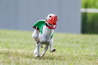 Puppy, Gambit-1606