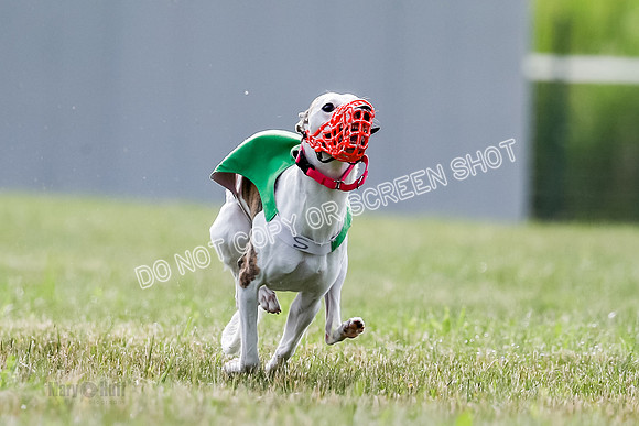 Puppy, Gambit-1606