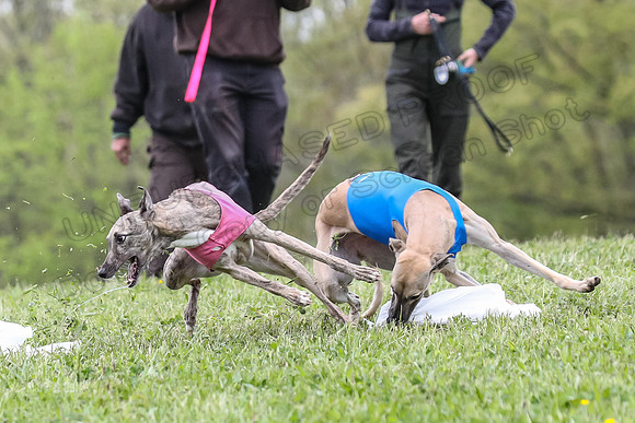 Finals Vets 3, Rosie Littlebit Justice-2348
