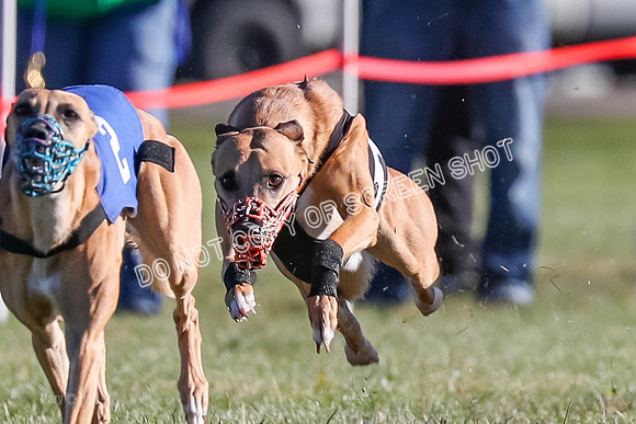 Prg 1, Race 19, Picanha Nibbles Cutter Tanooki Cheetah-9306