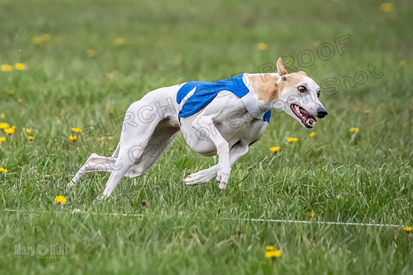 1 Prelim Open B1 Pearl Riptide Flower-6318