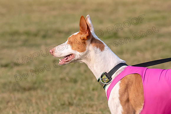 1prelims Fch 1prelim 1 Willow Fable Penny-3449
