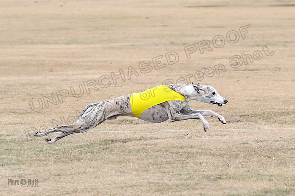 1Prelim Open 3 Eggsy Trixie Treble-3030
