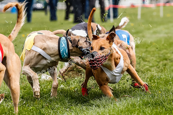 WRA, Prg 2, Race 12, Bookie Joplin Rogue Chase Jigsaw Rum-9079