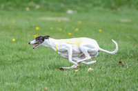 Prelims Whippet Specials-4476