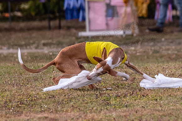 Finals Vet Izzy Thea-3310