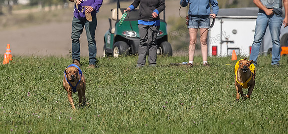 2 Finals Open 1 Rein Pepper Ash-7379