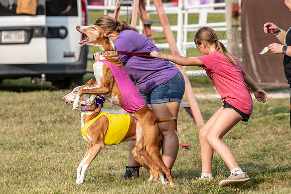 1prelims Vet 1prelim Izzy Dawn-3711