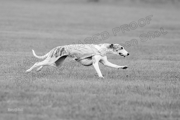 Prelims Misty-0626-2