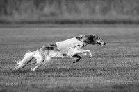 Prelim Open Silken-0394-2