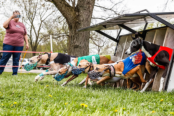 WRA, Prg 3, Race 8, Pico Sandy Hornet Tsunami Fenrir Buttercup-9214