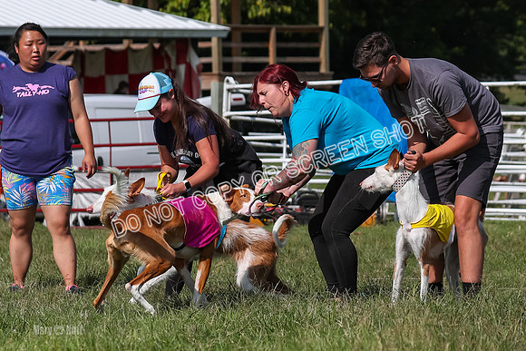 Open Prelim A1, Rose Riptide Idina-7546