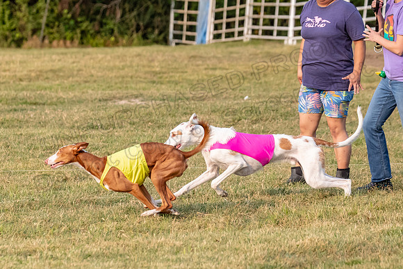 1prelims Open 2 Maverick Argos Carly-3247