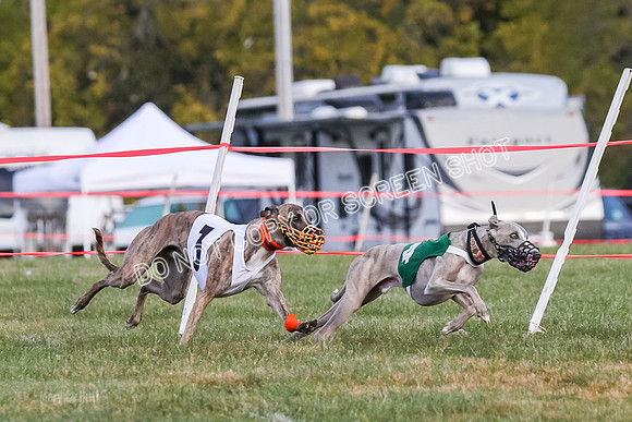 Prg 1, race 7, Cutter Dazzle Mika Rory-0713