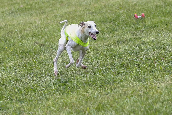 Finals Open A4, Steve Teak Zoe-410372