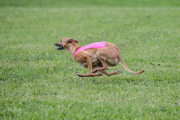 Prelim Open E4, Shelby GG Aria-9129