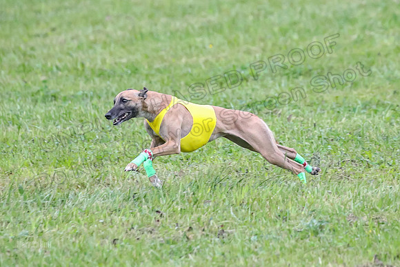 Prelim Open B5, Wiley Pippi Indy-8533