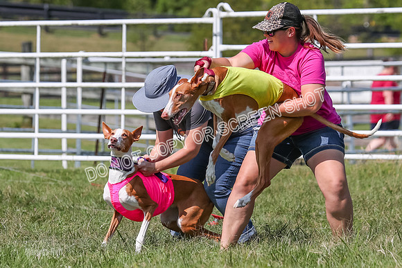 Prelim, Veteran 2, Dawn, Diva-8866
