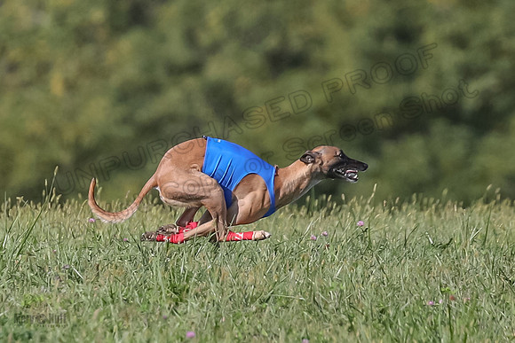 1 Prelims Fch B2 Cooper Prim Treble-9734