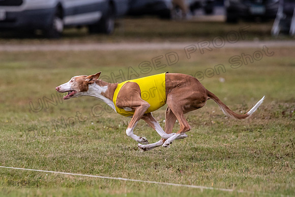 Finals Vet Izzy Thea-3304