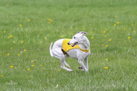 Prelims Whippet Veteran-4501