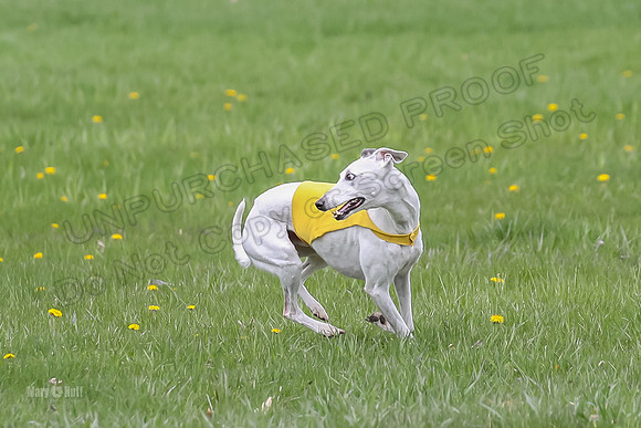 Prelims Whippet Veteran-4501