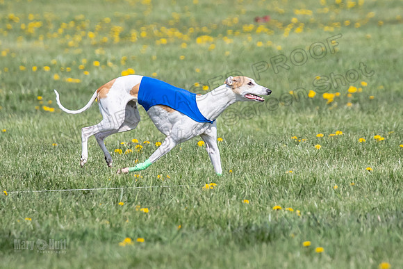 1Prelims Specials A4 Whisper Indy Crescent-1296