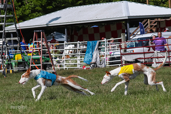 Open Prelim A1, Rose Riptide Idina-7563