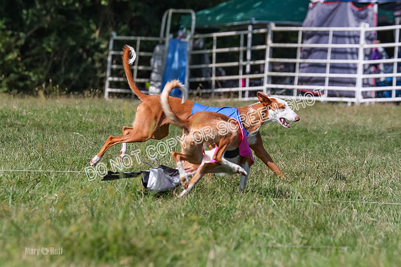 Open Prelim B1, Libby, Rogue, Penny-7788