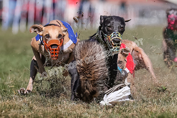 Prg 4, Race 5, Rasta Cammie Warrior Grim Buckwheat-0208