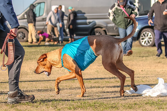 1prelims Open 1 Chief Coco Rein-9564