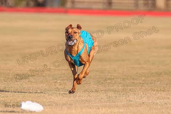 1prelims Open 1 Chief Coco Rein-9554