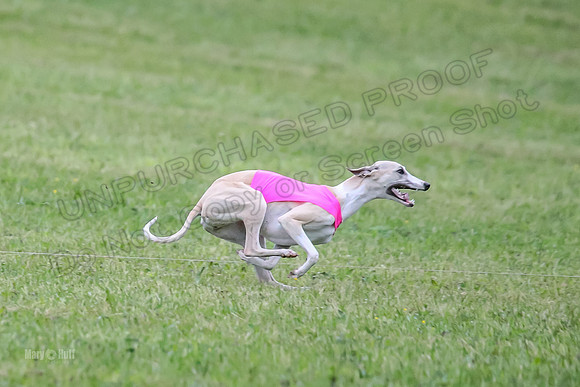 Prelim Open B2, Easy Cardi Minerva-8428