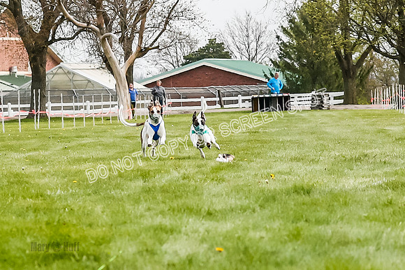 WRA, Prg 2, Race 1, Puppy, Gnochhi Sprig-8541