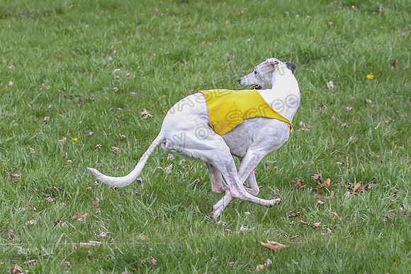 Prelims Whippet Veteran-4508