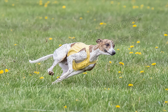 1 Prelim Open E1 Trixie Sneakers Ripley-6578