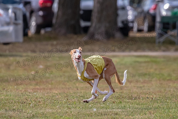 Finals Vet 2 Seren Dawn-3405