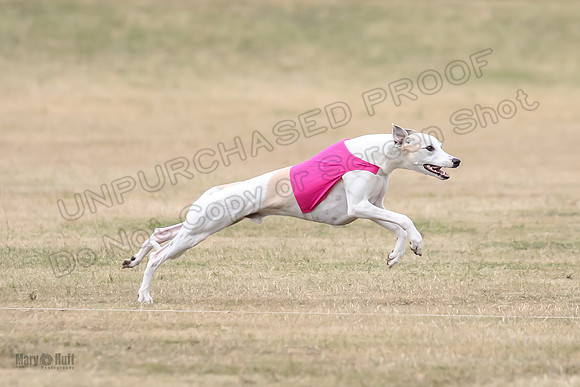 1Prelim Open 5 Petey Sue Cheese-3151
