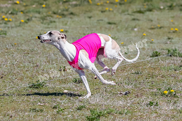 Prelim, Rocky Shimmy Zed-2434