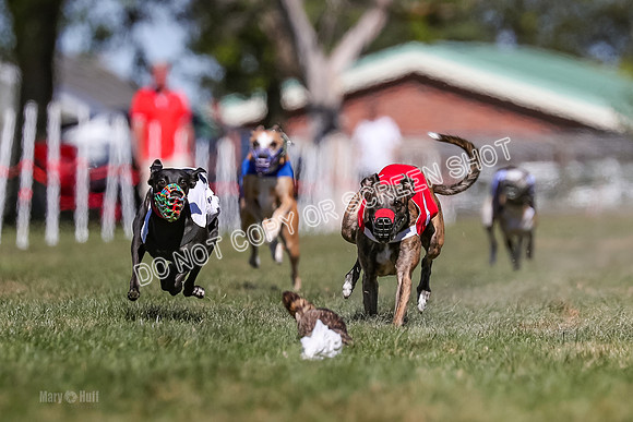 Prg 4, Race 1, Ruffian Flynn Nami Rigby Arrow Echo-0036