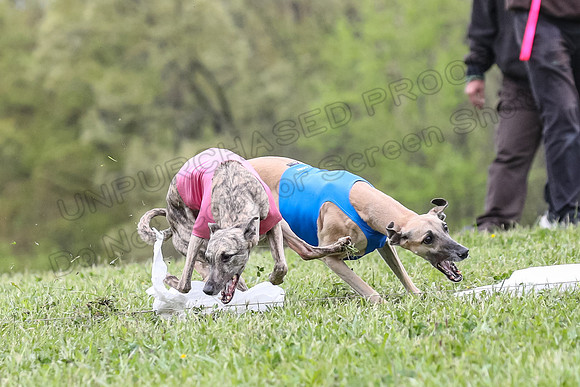 Finals Vets 3, Rosie Littlebit Justice-2346