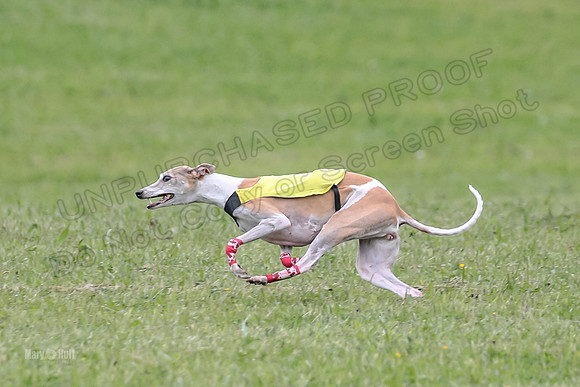 Prelim Veterans 1, Cheers Dora LittleBit-0076
