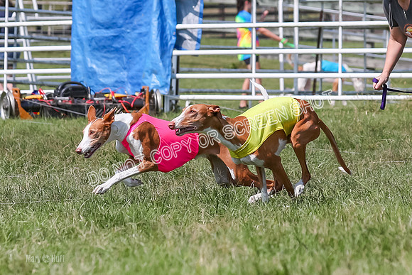 Prelim, Veteran 2, Dawn, Diva-8880